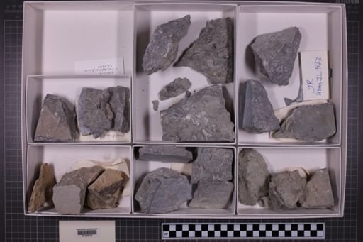 mixed taxa, stratigraphic collection