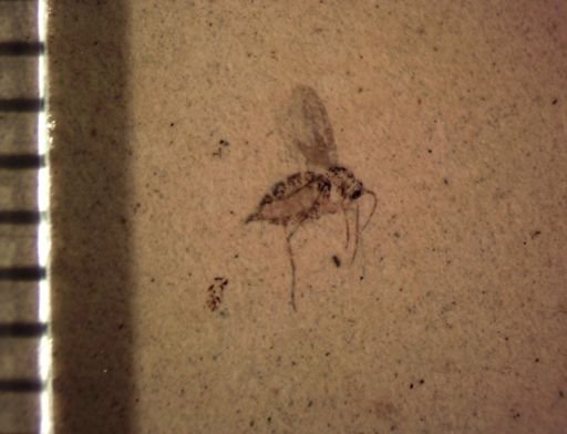 undet. Nematocera