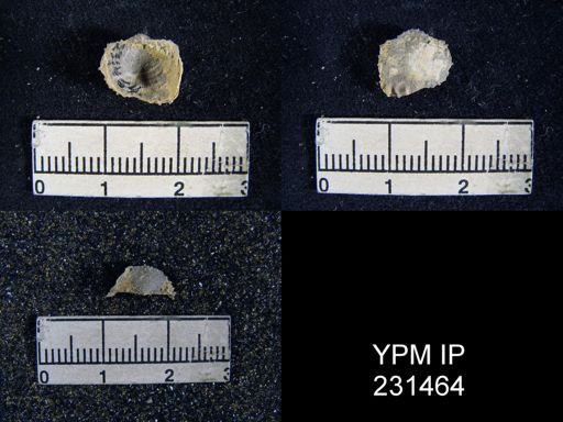 Linoproductus sp.