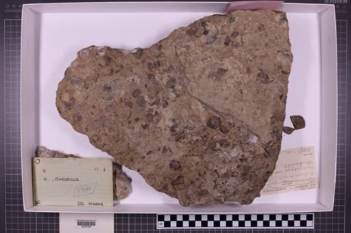 mixed taxa, stratigraphic collection