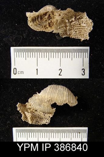 Megousia?