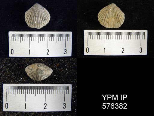 Anastrophia internascens