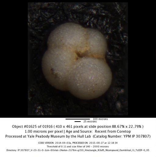 undet. Foraminiferida