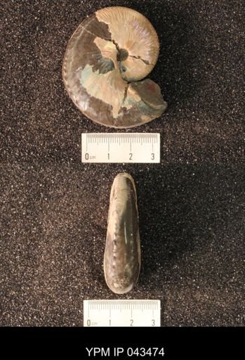 Hoploscaphites nicolletii