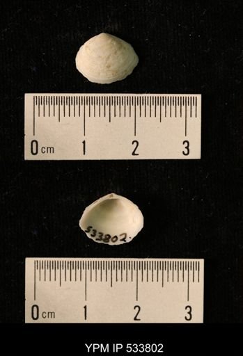 Macoma groenlandica
