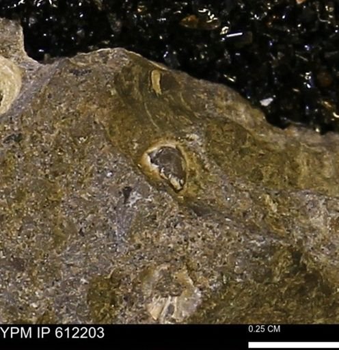 undet. Bivalvia
