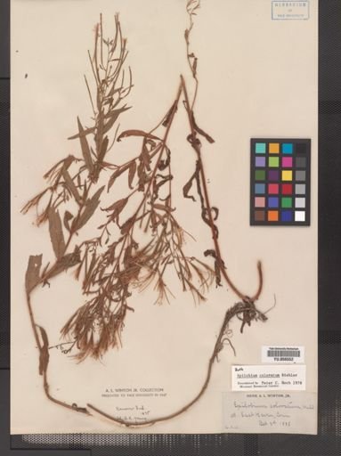Epilobium coloratum