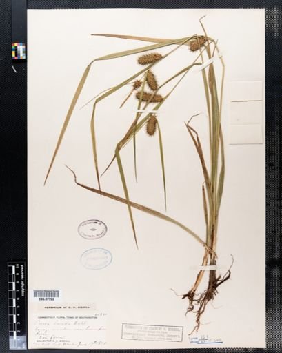 Carex lurida