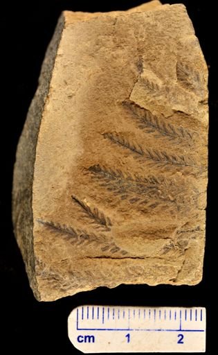 Pecopteris montanensis