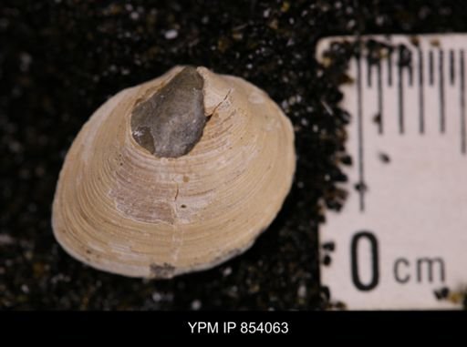 Limopsis striatopunctatus
