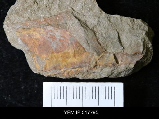 undet. Nautiloidea