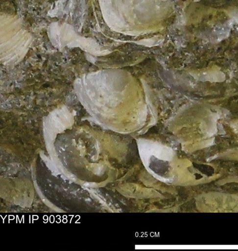 Corbulamella?