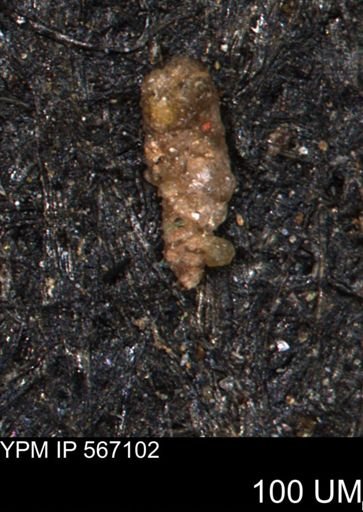 Ammobaculites tyrrelli