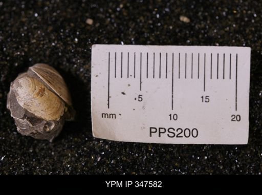 Limopsis striatopunctatus
