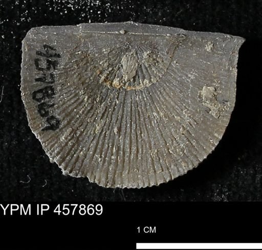Strophodonta sp.