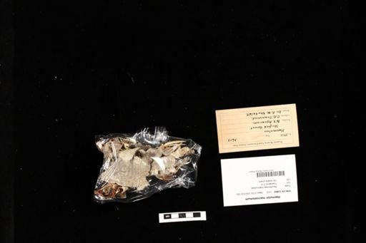Haemulon macrostomum
