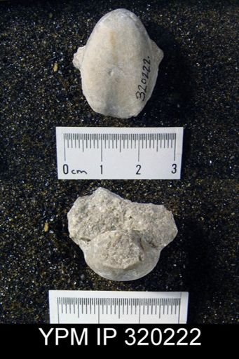 Rensselaeria sp.