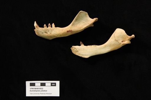 Eumetopias jubatus