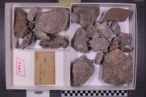 mixed taxa, stratigraphic collection
