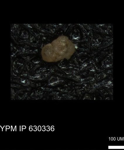 undet. Foraminiferida