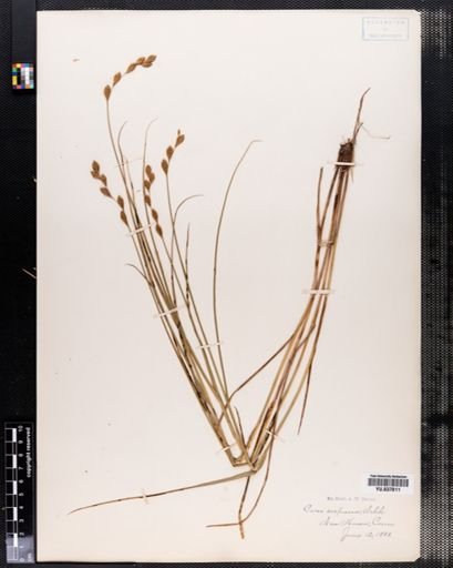 Carex scoparia