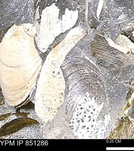 Limopsis striatopunctatus