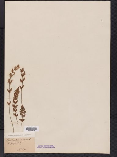Notholaena