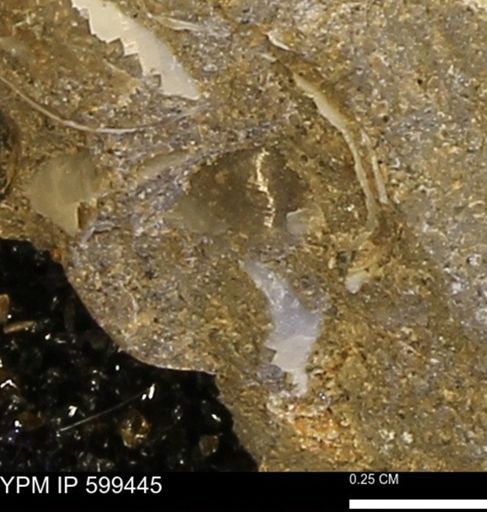 Protocardia subquadrata