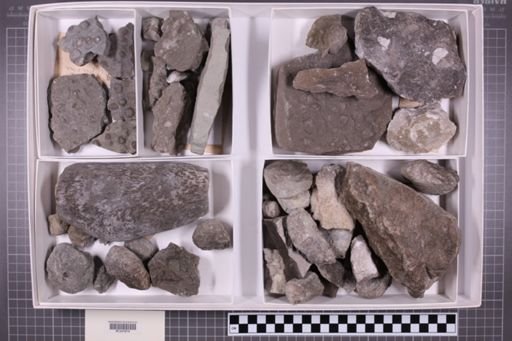 mixed taxa, stratigraphic collection