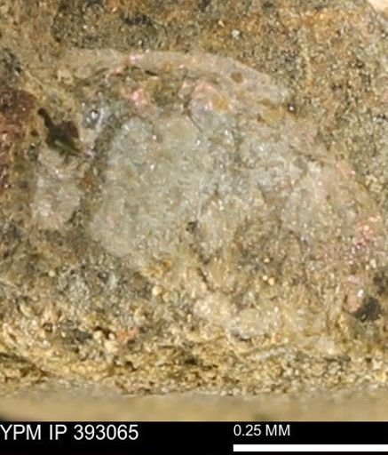 Scaphites sp.