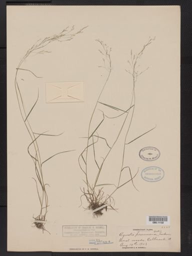 Agrostis perennans