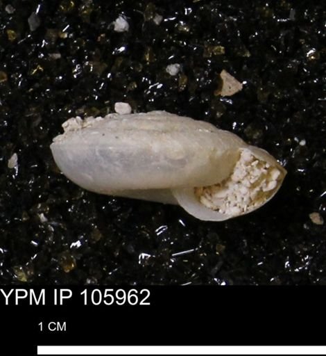 Poecilozonites (Discozonites) reinianus