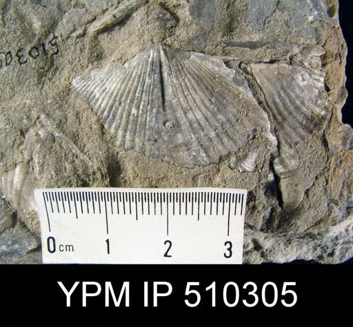 Spinocyrtia sp.