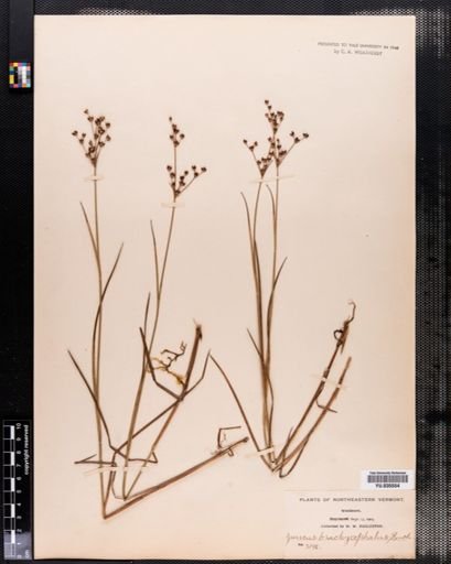 Juncus brachycephalus