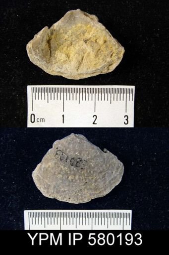Pustula sp.
