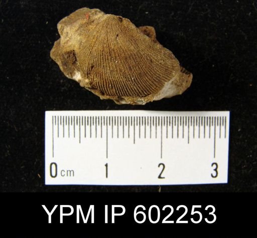 Linoproductus ovatus