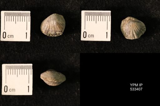 Rhynchotrema janeum