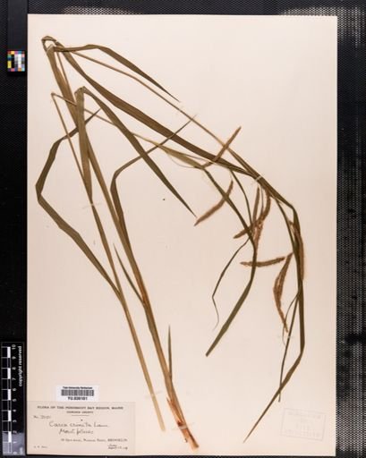 Carex crinita