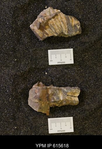 undet. Scaphitidae