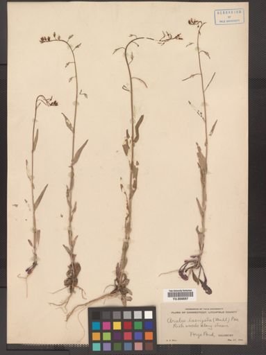 Arabis laevigata