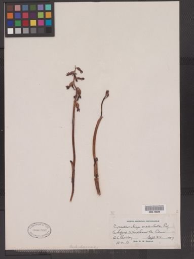 Corallorhiza maculata