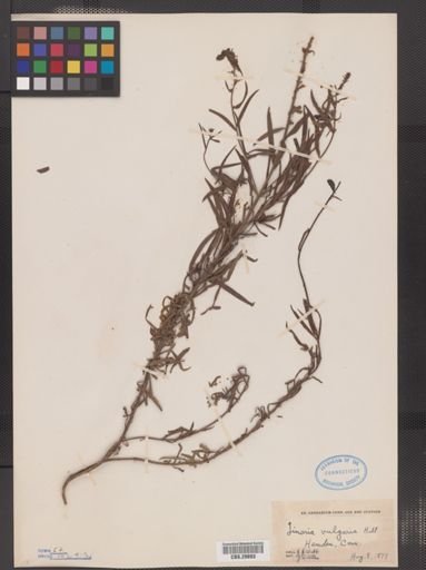 Linaria vulgaris