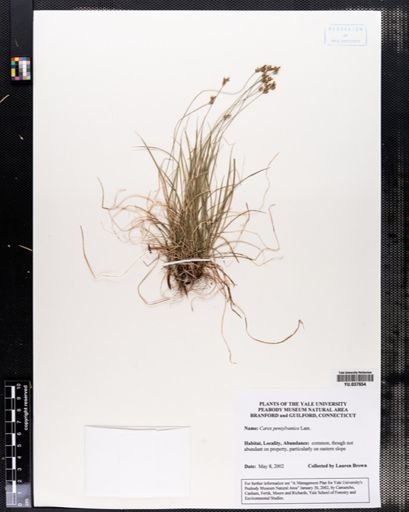 Carex pensylvanica