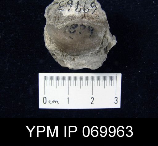Megamyonia nitens