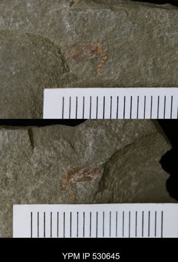 undet. Stylophora