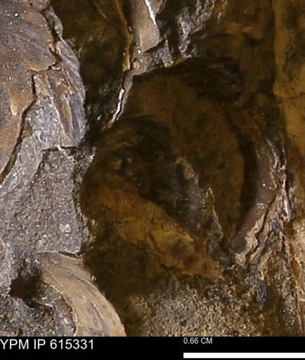 Inoceramus sp.