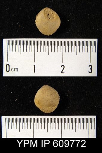 Whitfieldella sp.
