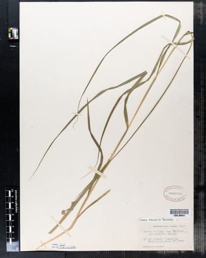 Carex projecta