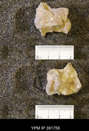 Scaphites whitfieldi