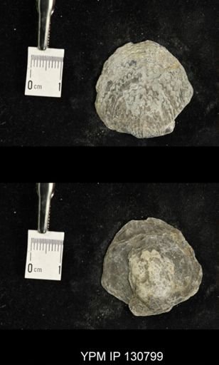 Spinatrypa spinosa